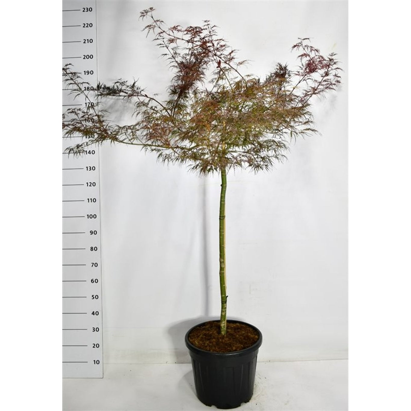 Japansk lönn – Acer pal. 'Garnet' - 110 CM Stem C30